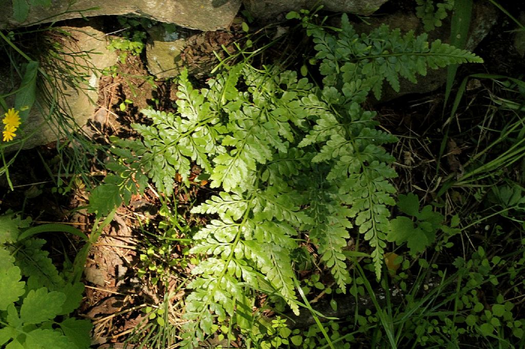 Asplenium adiantum-nigrum / Asplenio adianto nero